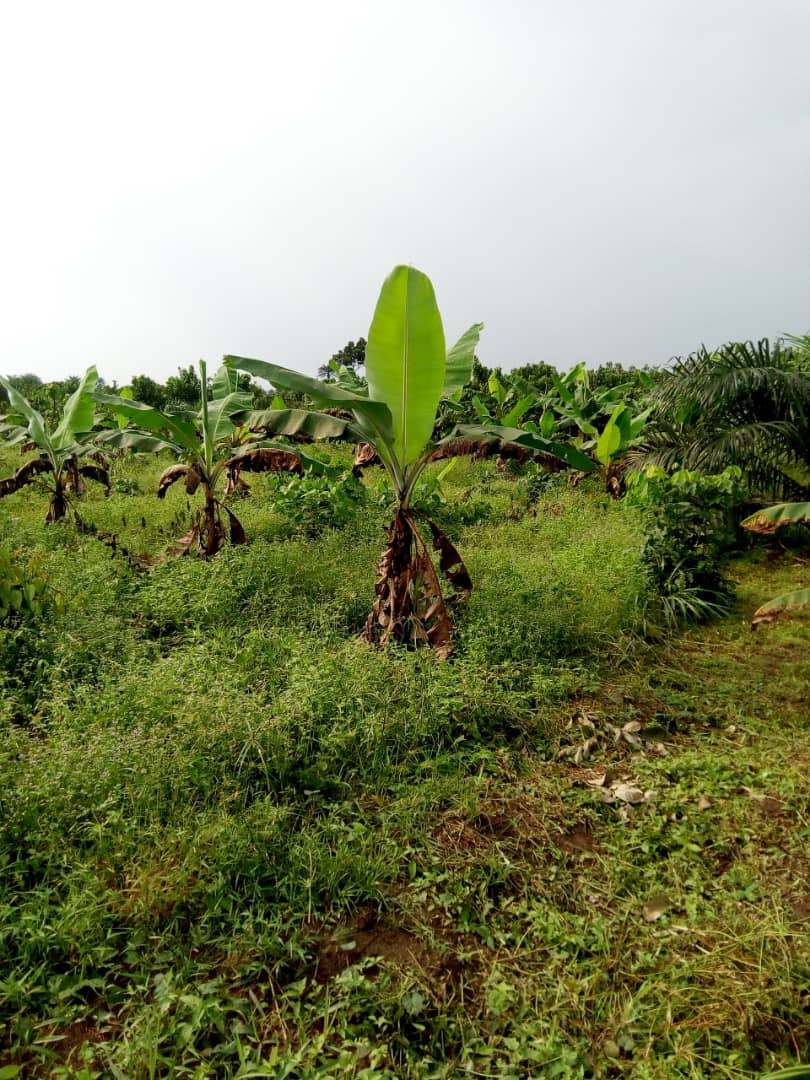 Media image